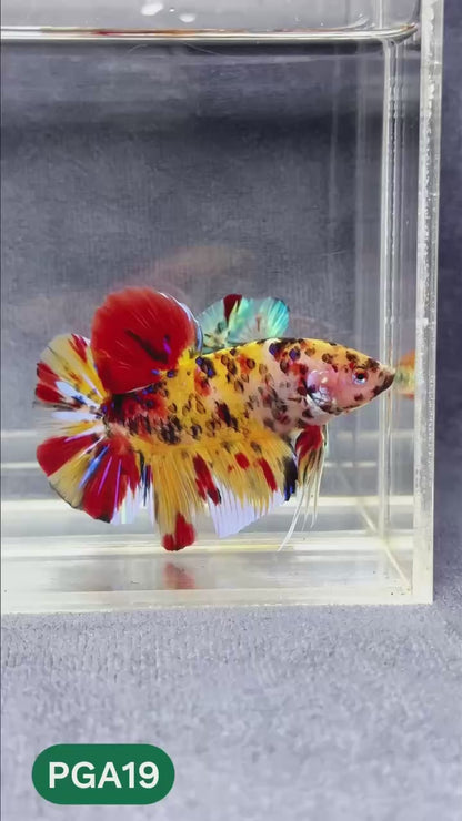 King Giant Plakat Male Betta Fish | You Pick Fish | High Grade