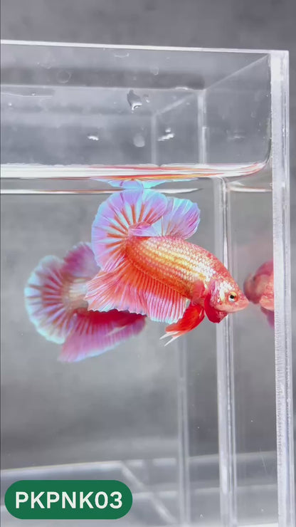 Pink Plakat Male Betta Fish | You Pick Fish | Rare Color