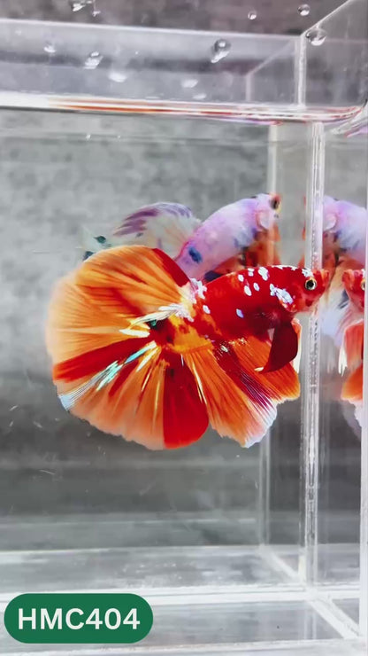 Multicolor Halfmoon Male Betta Fish | Order Directly From Farm | You Pick Fish