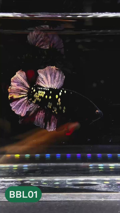 Black Panther Plakat Male Betta Fish | You Pick Fish | Rare Betta