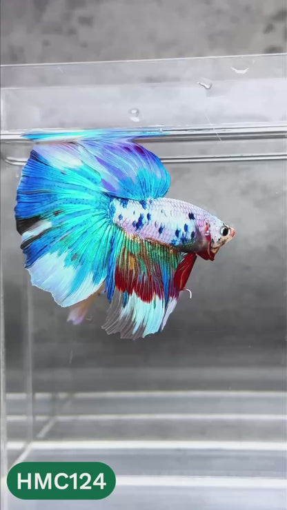 Multicolor Halfmoon Male Betta Fish | High Grade | Order Directly From Farm |  You Pick Fish |