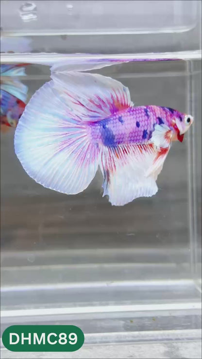 Multicolor Halfmoon Male Betta Fish | Order Directly From Farm | You Pick Fish