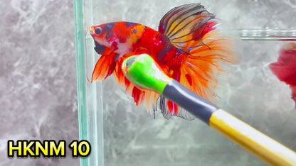 Nemo Halfmoon Male Betta Fish | Order Directly From Farm | You Pick Fish