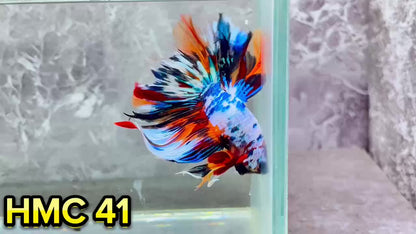 Multicolor Halfmoon Male Betta Fish | High Grade | Order Directly From Farm|  You Pick Fish |