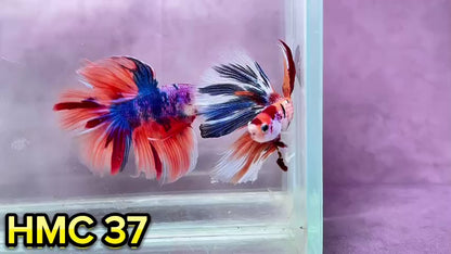 Multicolor Halfmoon Male Betta Fish | Order Directly From Farm | You Pick Fish