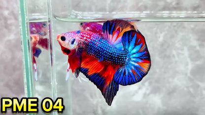 Metallic Plakat Betta Fish | You Pick Betta | Show Grade