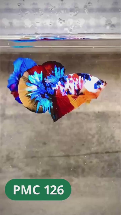 Multicolor Plakat Male Betta Fish |Show Grade|  You Pick Fish