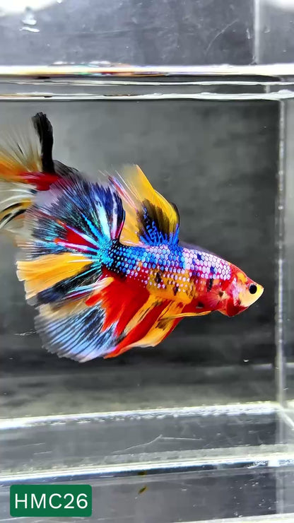 Multicolor Halfmoon Male Betta Fish | High Grade | Order Directly From Farm |  You Pick Fish |