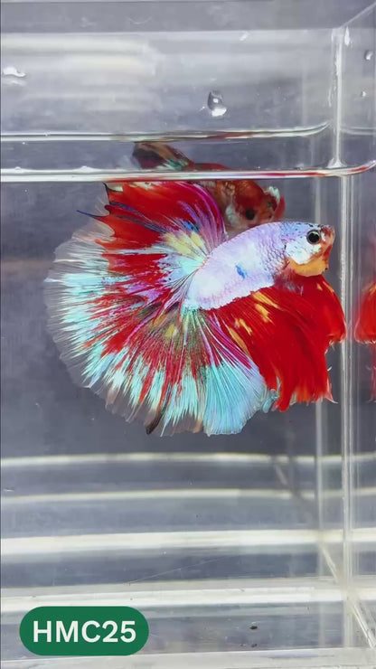 Multicolor Halfmoon Male Betta Fish | Order Directly From Farm | You Pick Fish