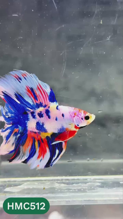 Nemo Halfmoon Male Betta Fish | Order Directly From Farm | You Pick Fish