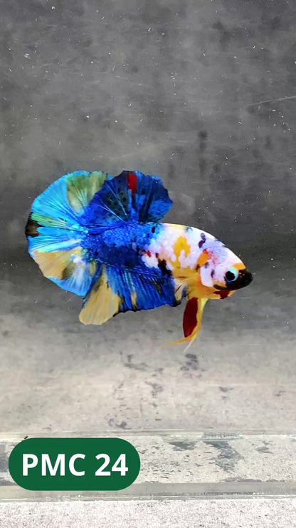 Multicolor Plakat Male Betta Fish |Show Grade|  You Pick Fish