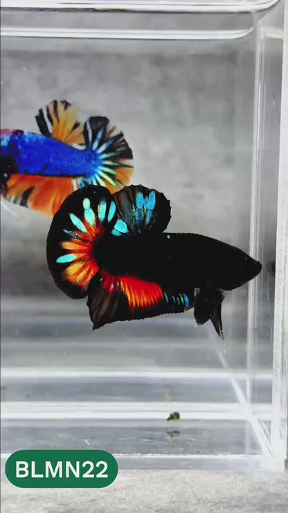 Dark Flame Hellfire Plakat Male Betta Fish | You Pick Fish | Rare Betta