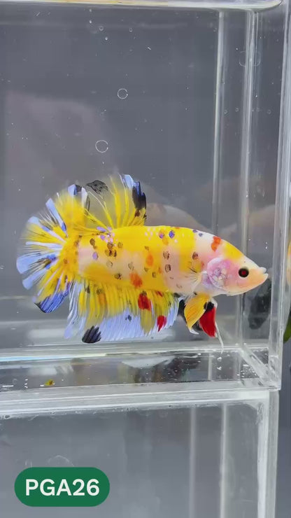 King Giant Plakat Male Betta Fish | You Pick Fish | High Grade