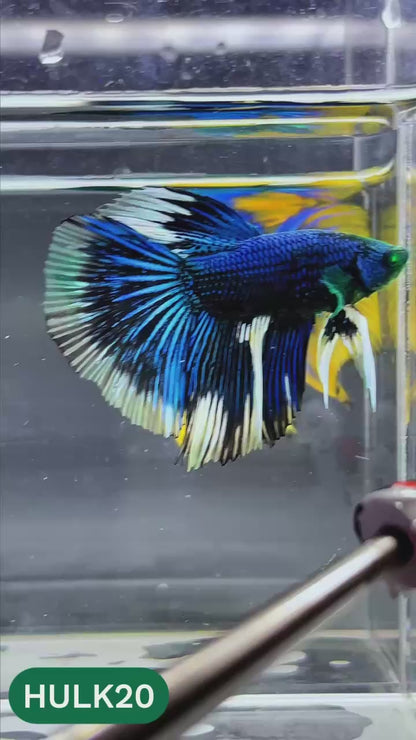 Black Hulk Halfmoon Male Betta Fish | You Pick Fish
