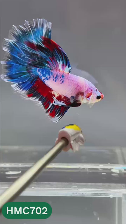 Multicolor Halfmoon Male Betta Fish | High Grade | Order Directly From Farm |  You Pick Fish |