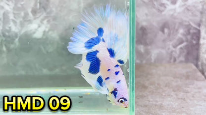 Blue Marble Dot Halfmoon Male Betta Fish | Order Directly From Farm | You Pick Fish