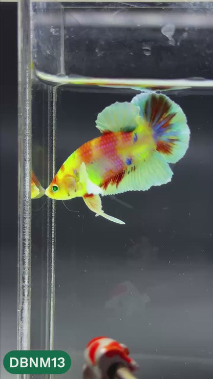 Dumbo Neno Neon Plakat Male Betta Fish | Neon Betta | You Pick Fish