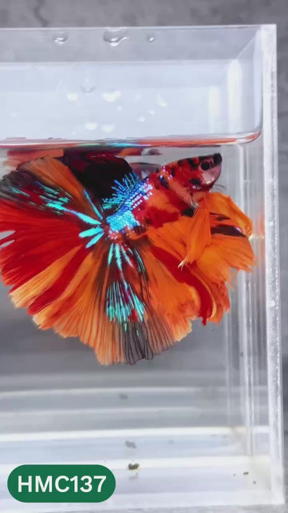 Multicolor Halfmoon Male Betta Fish | High Grade | Order Directly From Farm |  You Pick Fish |