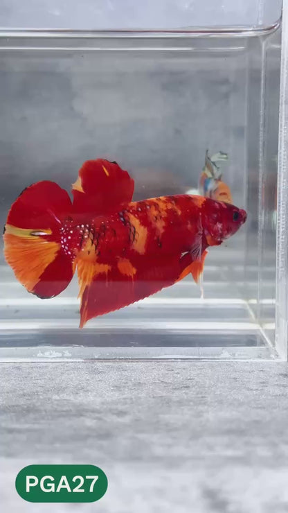 King Giant Plakat Male Betta Fish | You Pick Fish | High Grade