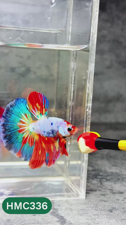 Multicolor Halfmoon Male Betta Fish | High Grade | Order Directly From Farm |  You Pick Fish |