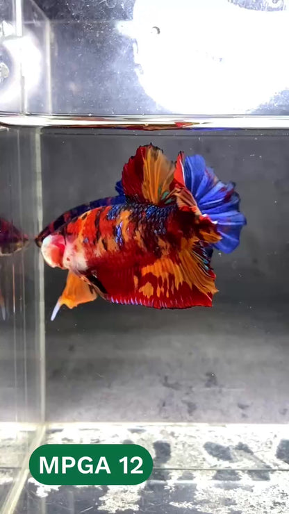 King Giant Plakat Male Betta Fish | You Pick Fish | High Grade