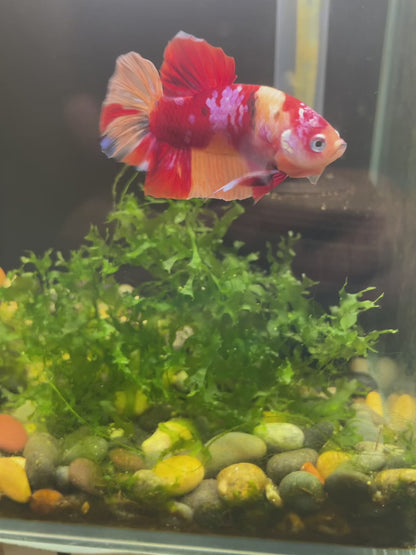 Koi Candy Galaxy Plakat Male Betta #0920KCanPk_E1