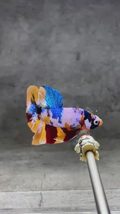 Multicolor Plakat Male Betta Fish |Show Grade|  You Pick Fish