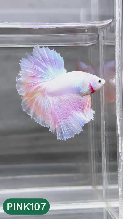 Pink Halfmoon Male Betta Fish | You Pick Fish | Order Directly From Farm