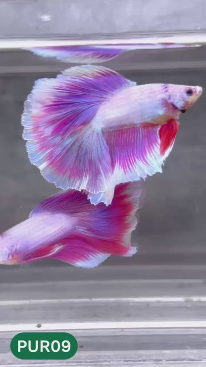 Purple Halfmoon Male Betta Fish | You Pick Fish | Order Directly From Farm