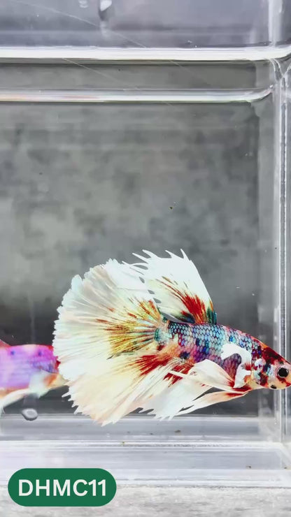 Multicolor Halfmoon Male Betta Fish | High Grade | Order Directly From Farm |  You Pick Fish |