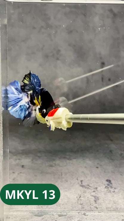 Koi Yellow Plakat Male Betta Fish | Show Grade | You Pick Fish