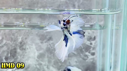 Blue Marble Dot Halfmoon Male Betta Fish | Order Directly From Farm | You Pick Fish