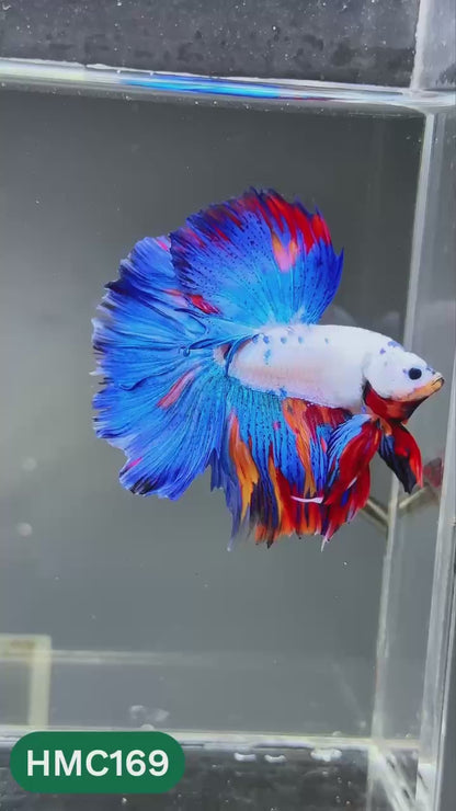 Multicolor Halfmoon Male Betta Fish | Order Directly From Farm | You Pick Fish