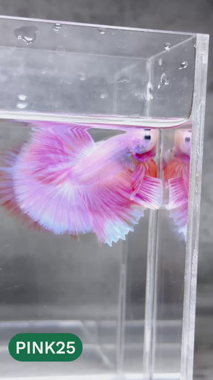 Pink Halfmoon Male Betta Fish | You Pick Fish | Order Directly From Farm