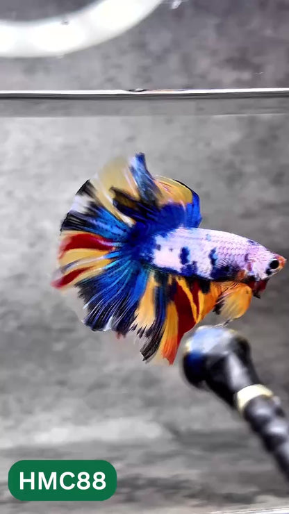 Multicolor Halfmoon Male Betta Fish | Order Directly From Farm | You Pick Fish