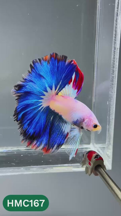 Multicolor Halfmoon Male Betta Fish | Order Directly From Farm | You Pick Fish