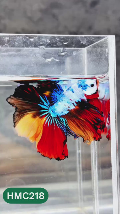 Multicolor Halfmoon Male Betta Fish | Order Directly From Farm | You Pick Fish