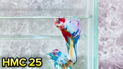 Multicolor Halfmoon Male Betta Fish | High Grade | Order Directly From Farm|  You Pick Fish |