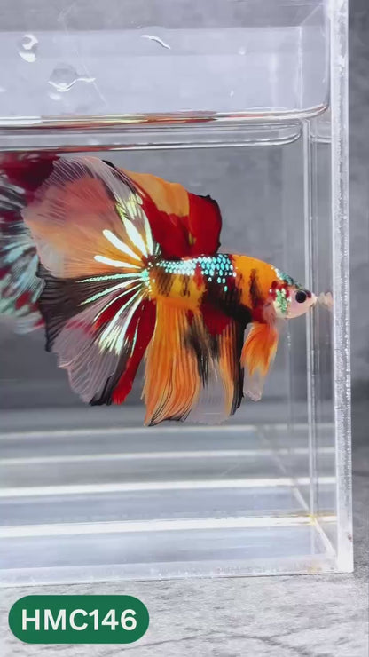 Multicolor Halfmoon Male Betta Fish | High Grade | Order Directly From Farm |  You Pick Fish |