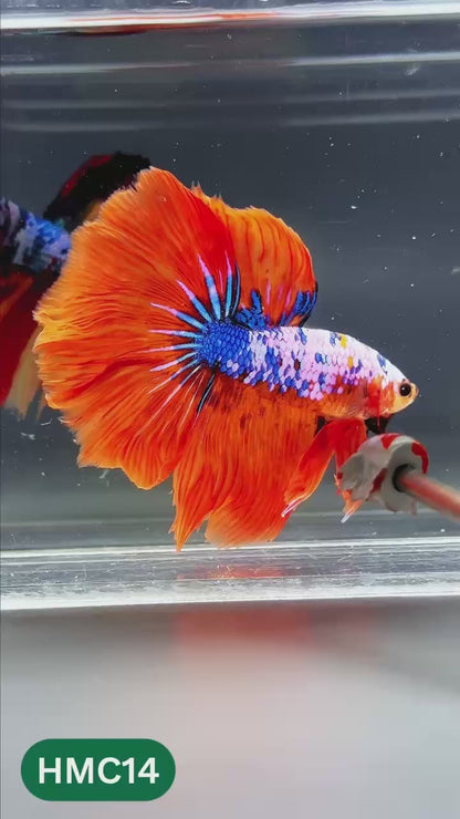 Multicolor Halfmoon Male Betta Fish | High Grade | Order Directly From Farm |  You Pick Fish |