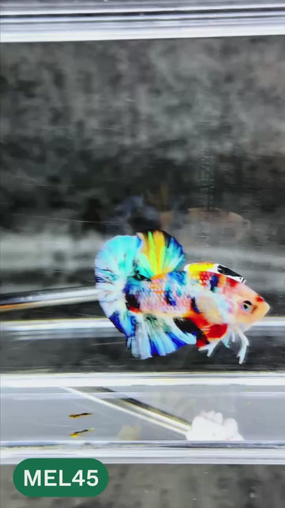 Metallic Plakat Betta Fish | You Pick Betta | Exotic Fish