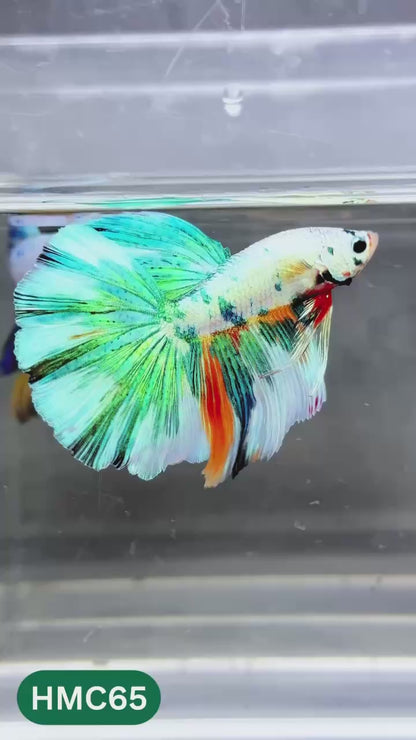 Multicolor Halfmoon Male Betta Fish | Order Directly From Farm | You Pick Fish