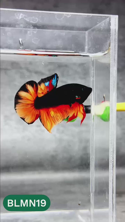 Dark Flame Hellfire Plakat Male Betta Fish | You Pick Fish | Rare Betta