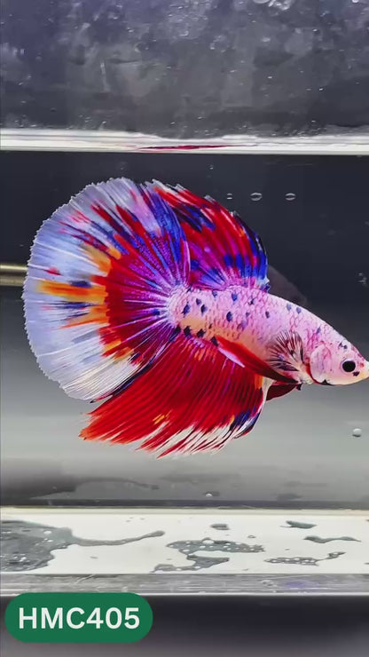 Nemo Halfmoon Male Betta Fish | Order Directly From Farm | You Pick Fish