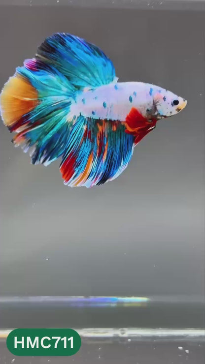 Multicolor Halfmoon Male Betta Fish | High Grade | Order Directly From Farm |  You Pick Fish |