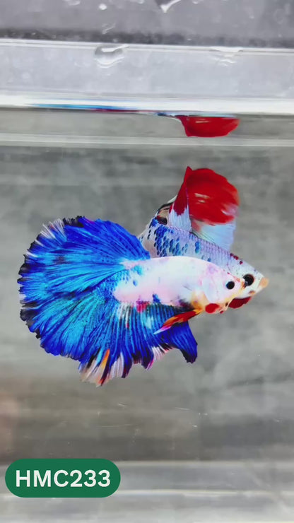 Multicolor Halfmoon Male Betta Fish | Order Directly From Farm | You Pick Fish
