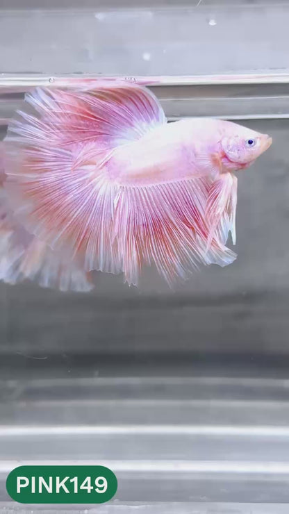 Pink Halfmoon Male Betta Fish | You Pick Fish | Order Directly From Farm