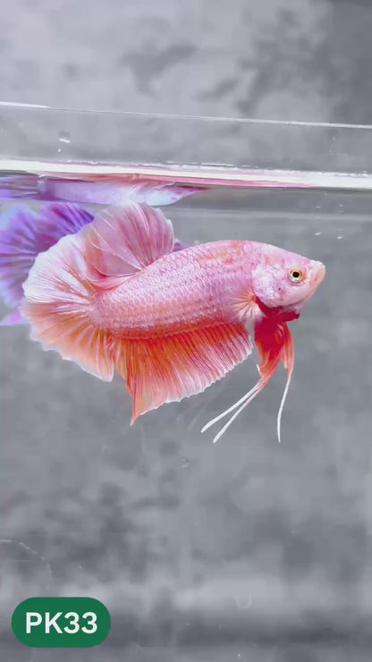Pink Plakat Male Betta Fish | You Pick Fish | Rare Color