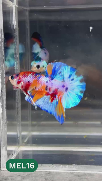 Metallic Plakat Betta Fish | You Pick Betta | Show Grade