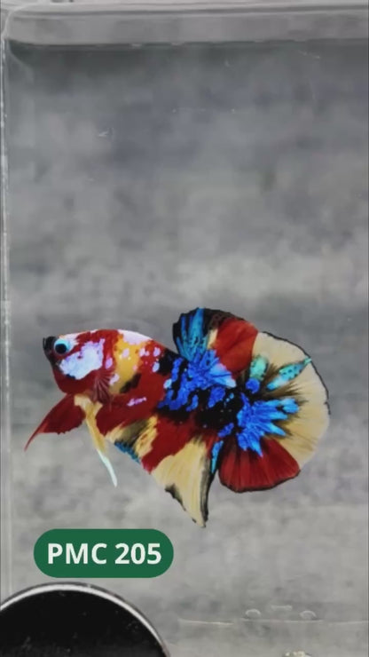 Multicolor Plakat Male Betta Fish |Show Grade|  You Pick Fish